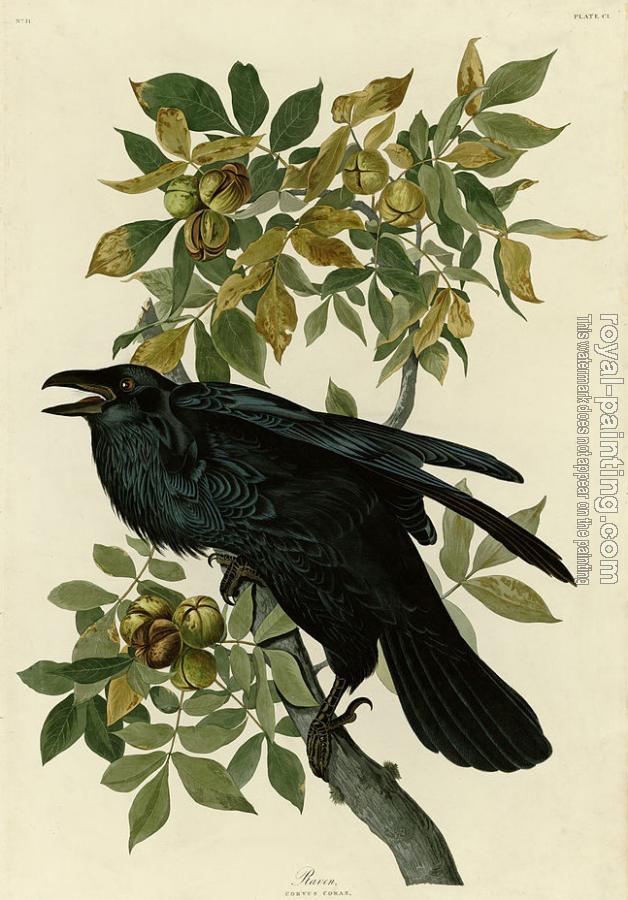 John James Audubon : Raven